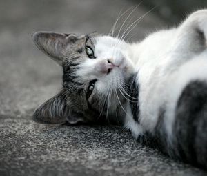 Preview wallpaper cat, lying, muzzle, eyes, black white