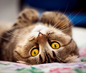 Preview wallpaper cat, lying on his back, eyes, snout