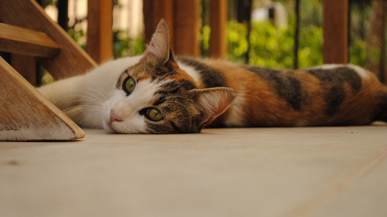 Wallpaper cat, lying, plain, good