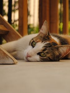 Preview wallpaper cat, lying, plain, good