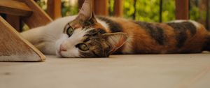 Preview wallpaper cat, lying, plain, good