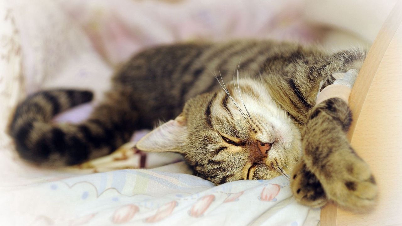 Wallpaper cat, lying, playful, dream