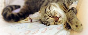 Preview wallpaper cat, lying, playful, dream