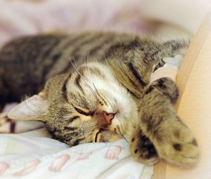 Preview wallpaper cat, lying, playful, dream