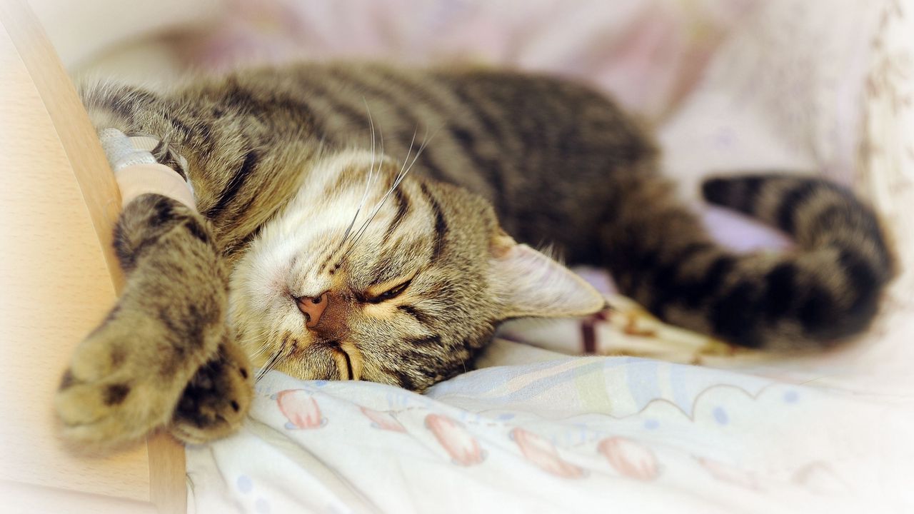 Wallpaper cat, lying, playful, sleep