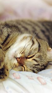 Preview wallpaper cat, lying, playful, sleep