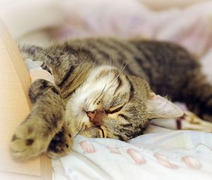 Preview wallpaper cat, lying, playful, sleep