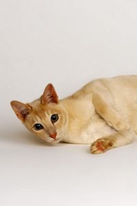 Preview wallpaper cat, lying, red, light