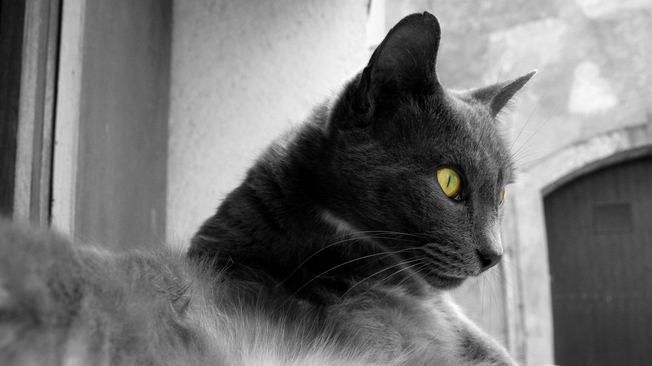 Wallpaper cat, lying, rest, observation