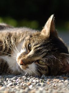 Preview wallpaper cat, lying, rocks, view, watch