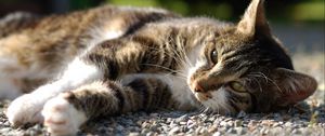 Preview wallpaper cat, lying, rocks, view, watch