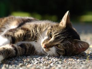 Preview wallpaper cat, lying, rocks, view, watch