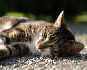 Preview wallpaper cat, lying, rocks, view, watch