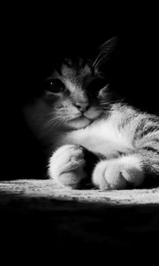 Preview wallpaper cat, lying, shadow, striped, black and white