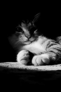 Preview wallpaper cat, lying, shadow, striped, black and white