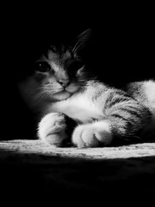 Preview wallpaper cat, lying, shadow, striped, black and white