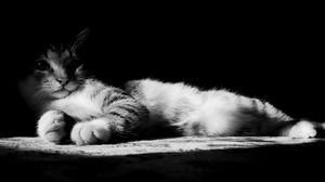 Preview wallpaper cat, lying, shadow, striped, black and white