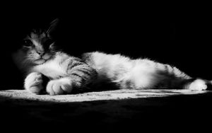 Preview wallpaper cat, lying, shadow, striped, black and white