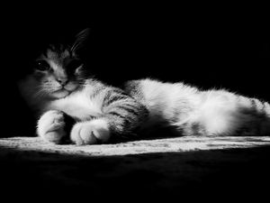 Preview wallpaper cat, lying, shadow, striped, black and white