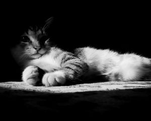 Preview wallpaper cat, lying, shadow, striped, black and white