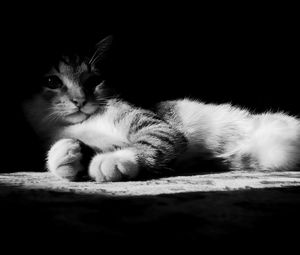 Preview wallpaper cat, lying, shadow, striped, black and white
