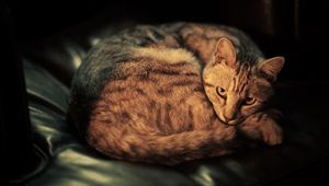 Preview wallpaper cat, lying, shadow, dark background