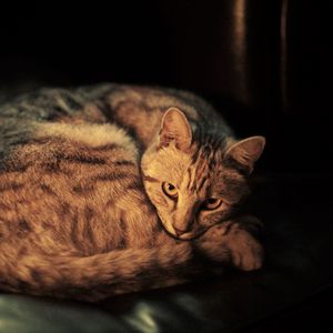 Preview wallpaper cat, lying, shadow, dark background