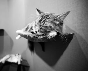 Preview wallpaper cat, lying, shelves, black and white