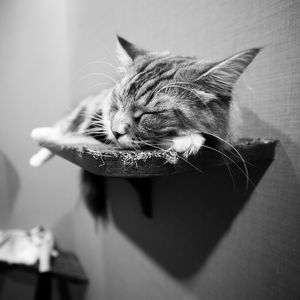 Preview wallpaper cat, lying, shelves, black and white