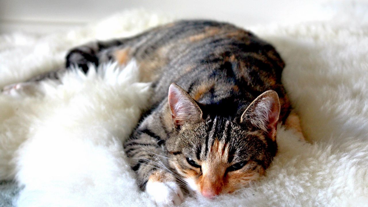 Wallpaper cat, lying, sleeping, striped