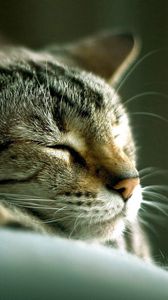 Preview wallpaper cat, lying, sleeping, striped