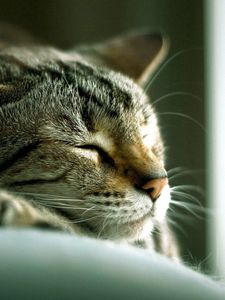 Preview wallpaper cat, lying, sleeping, striped