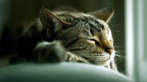 Preview wallpaper cat, lying, sleeping, striped