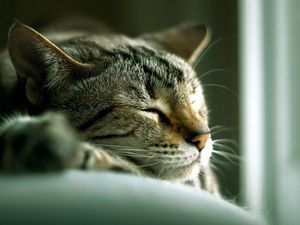 Preview wallpaper cat, lying, sleeping, striped