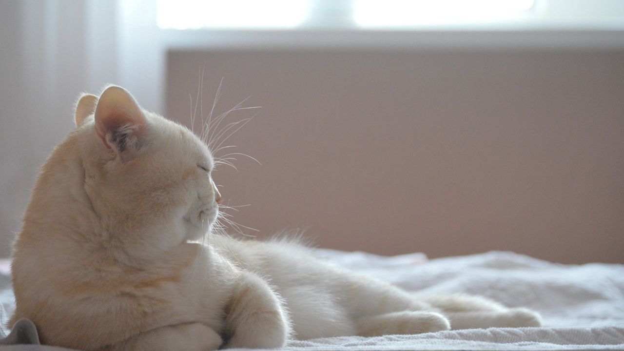 Wallpaper cat, lying, sleeping, bed