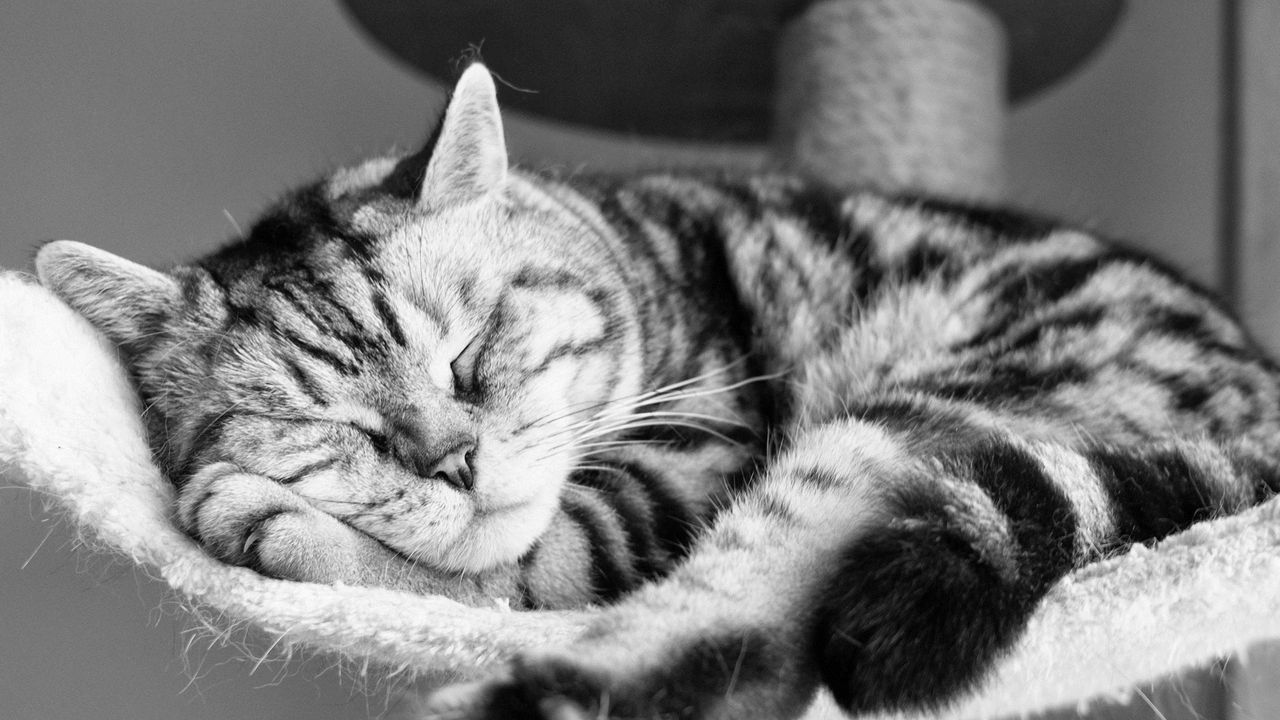 Wallpaper cat, lying, sleeping, striped, black and white