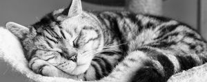 Preview wallpaper cat, lying, sleeping, striped, black and white