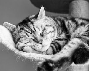 Preview wallpaper cat, lying, sleeping, striped, black and white