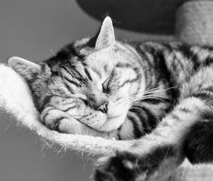 Preview wallpaper cat, lying, sleeping, striped, black and white