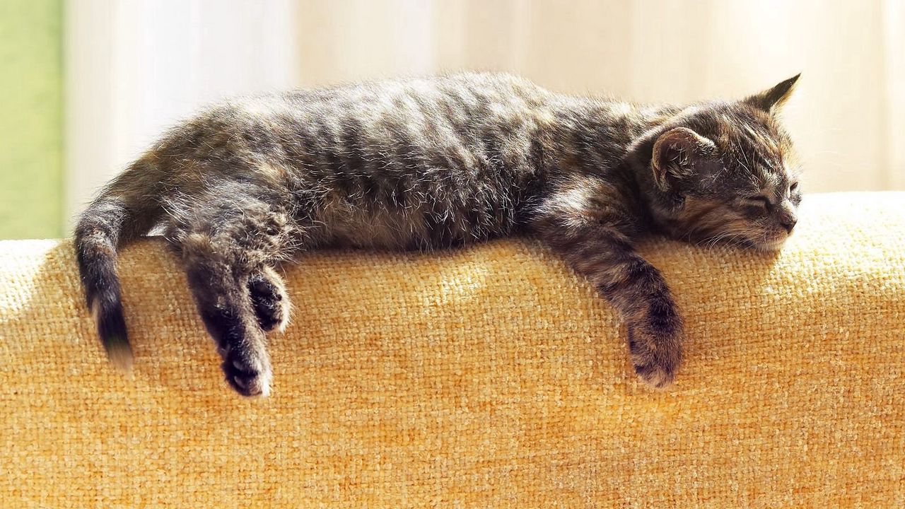 Wallpaper cat, lying, sleeping, tabby