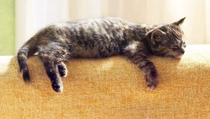 Preview wallpaper cat, lying, sleeping, tabby