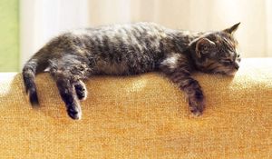 Preview wallpaper cat, lying, sleeping, tabby