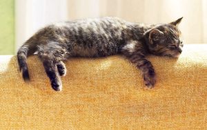Preview wallpaper cat, lying, sleeping, tabby