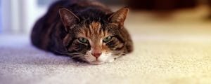 Preview wallpaper cat, lying, sleepy, face