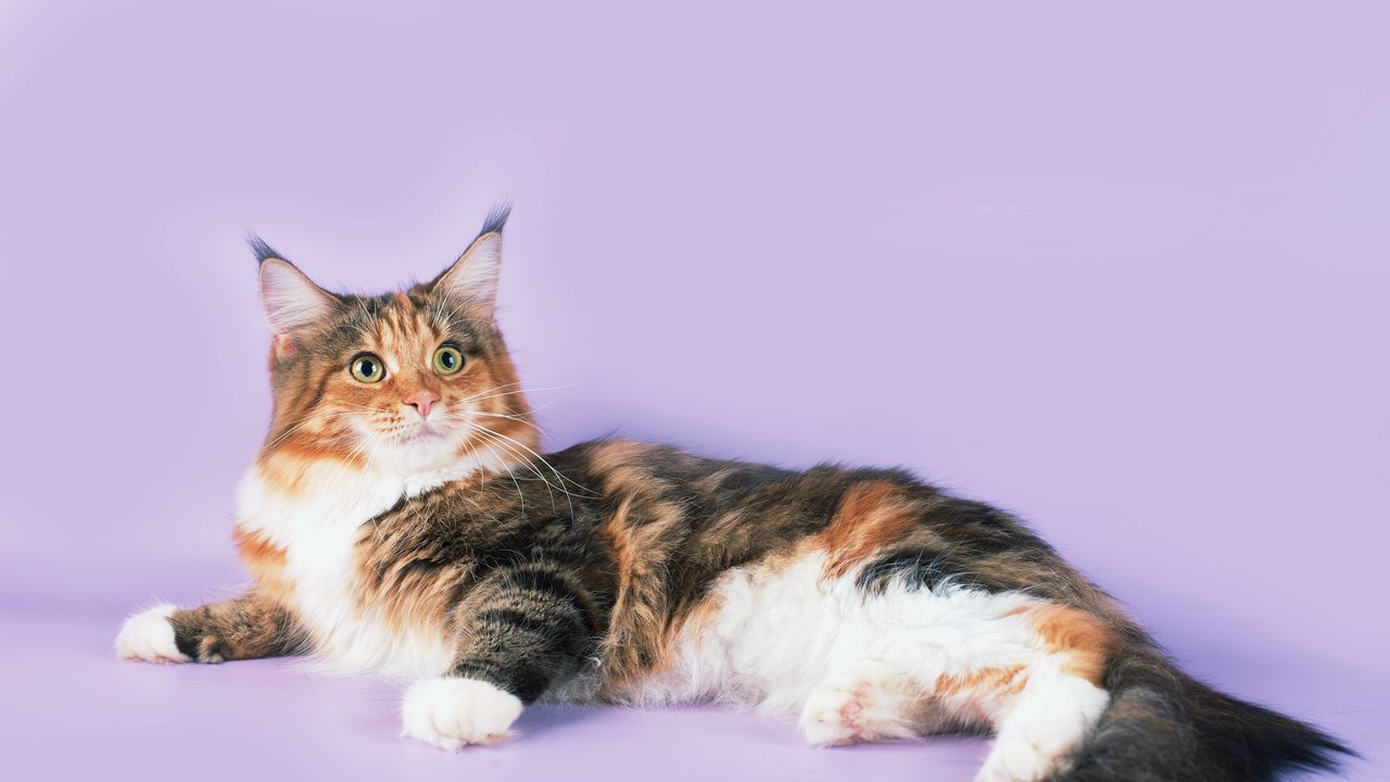 Wallpaper cat, lying, spotted, maine coon