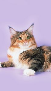 Preview wallpaper cat, lying, spotted, maine coon
