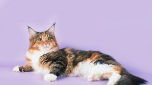 Preview wallpaper cat, lying, spotted, maine coon