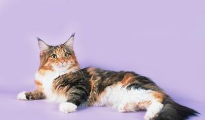 Preview wallpaper cat, lying, spotted, maine coon