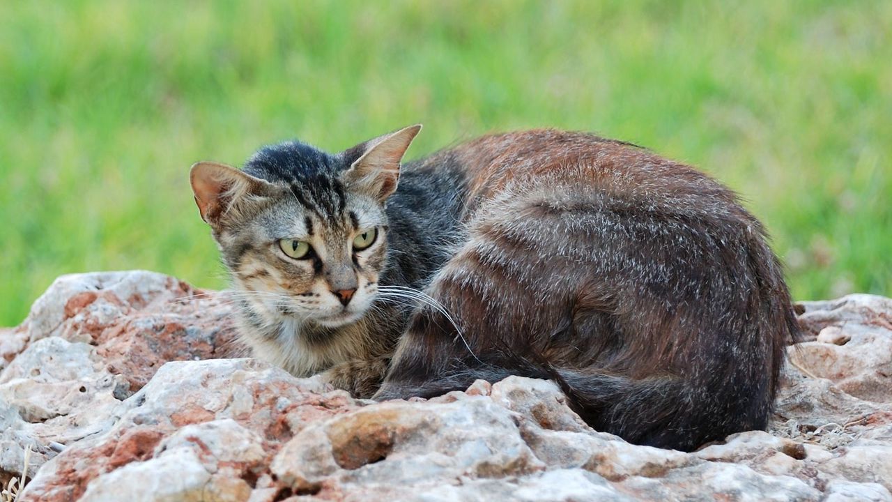 Wallpaper cat, lying, stones