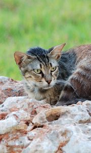 Preview wallpaper cat, lying, stones
